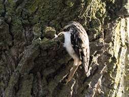 Image of American Tree-Creeper