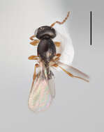 Image of Euxestonotus pilipterus Buhl 2005