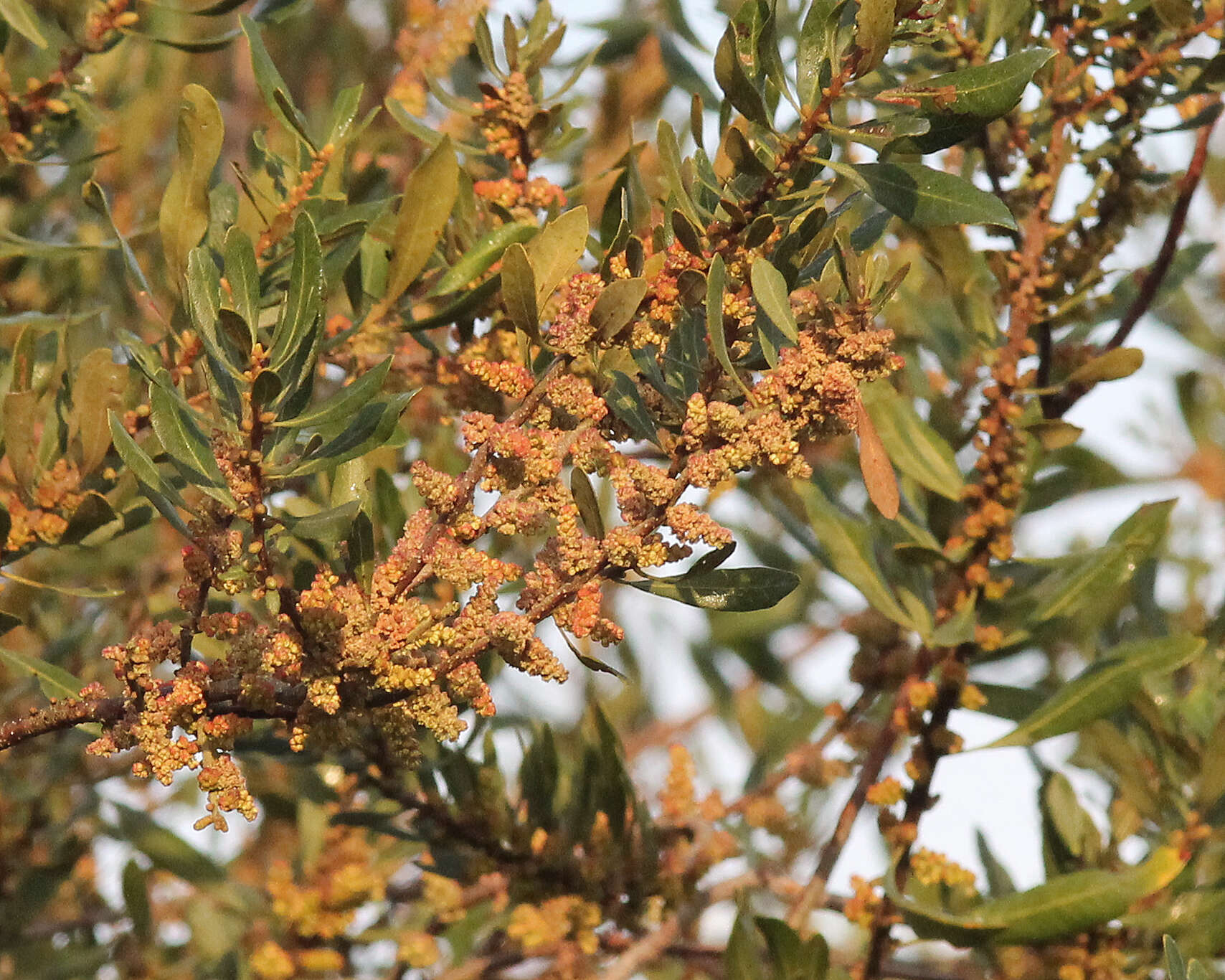 Image of wax myrtle