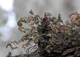 Image de Pleopeltis michauxiana (Weath.) Hickey & Sprunt