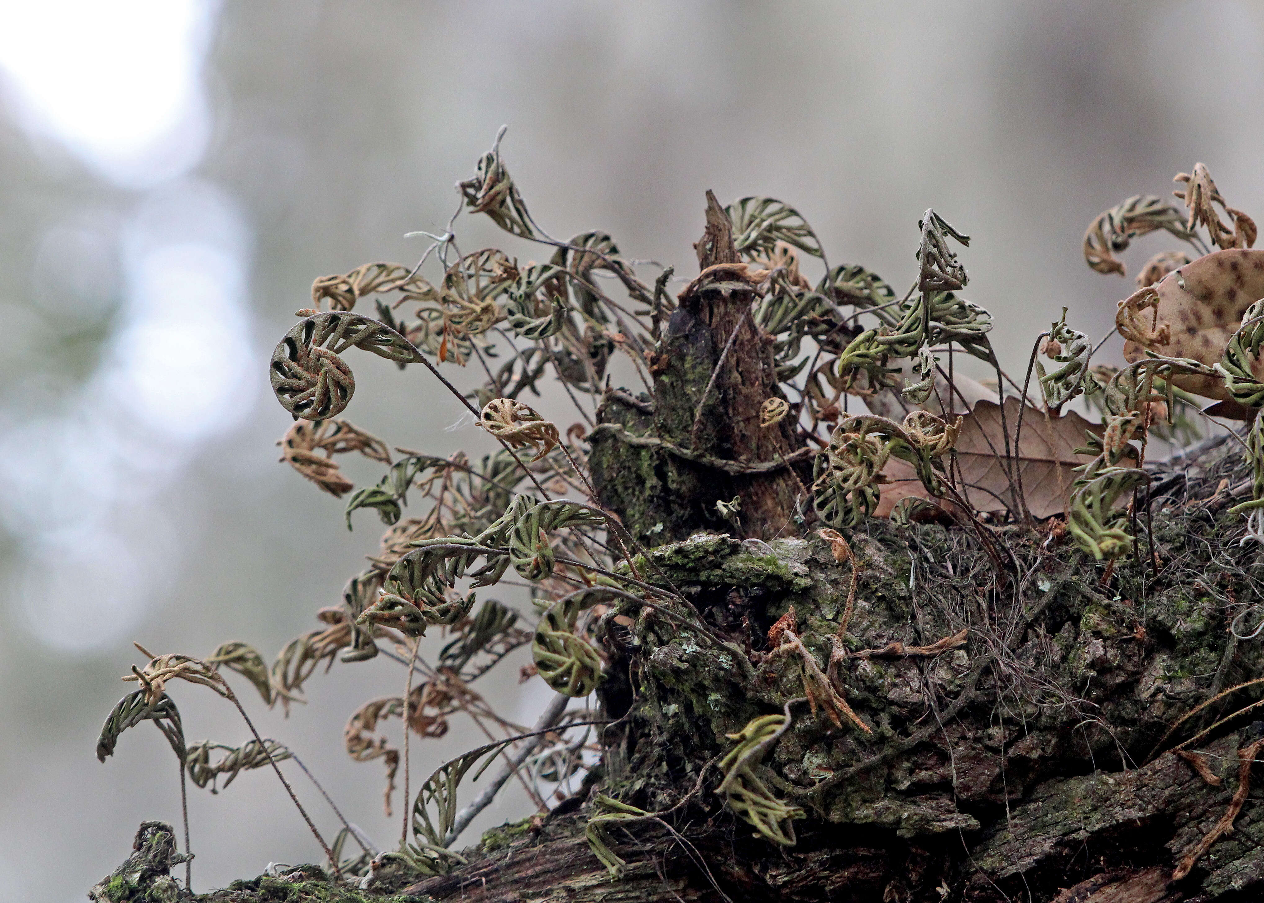 Image de Pleopeltis michauxiana (Weath.) Hickey & Sprunt