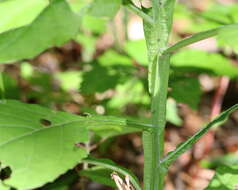 Image of white crownbeard