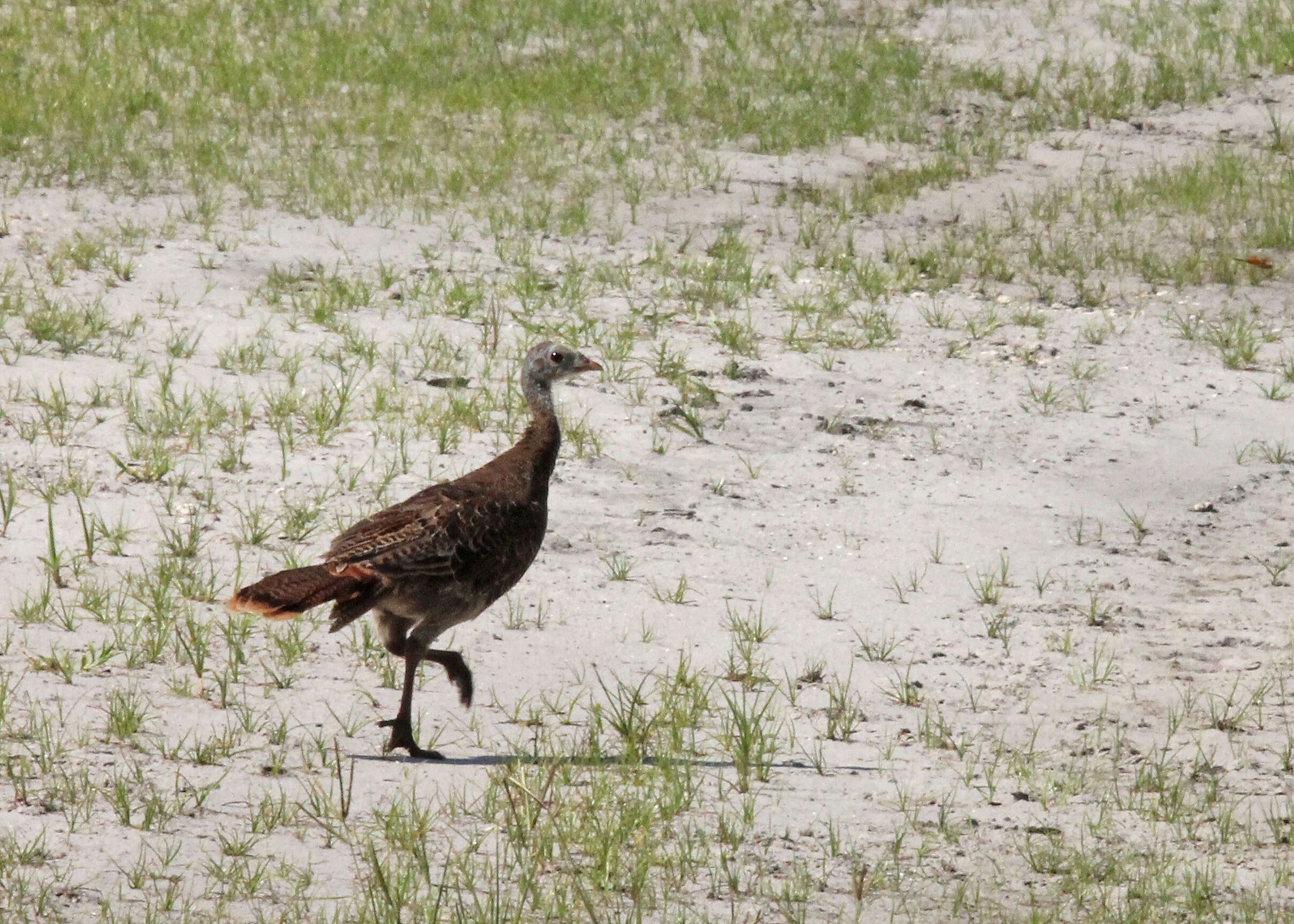 Imagem de Meleagris gallopavo Linnaeus 1758