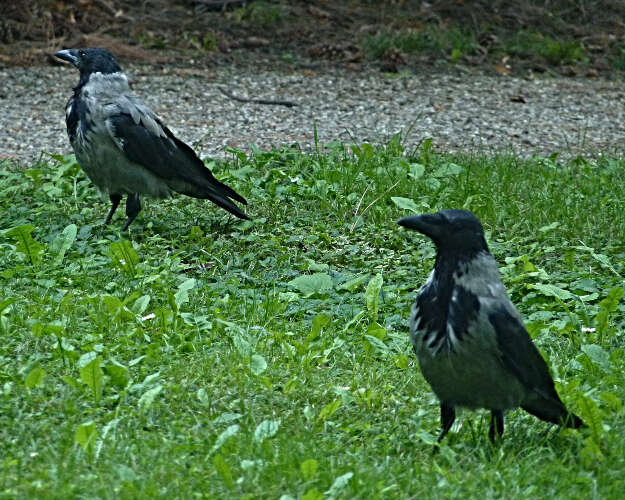 Image of Carrion Crow