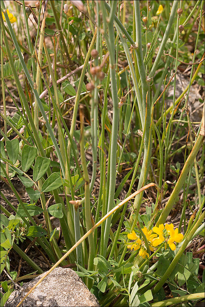 Image of onionweed