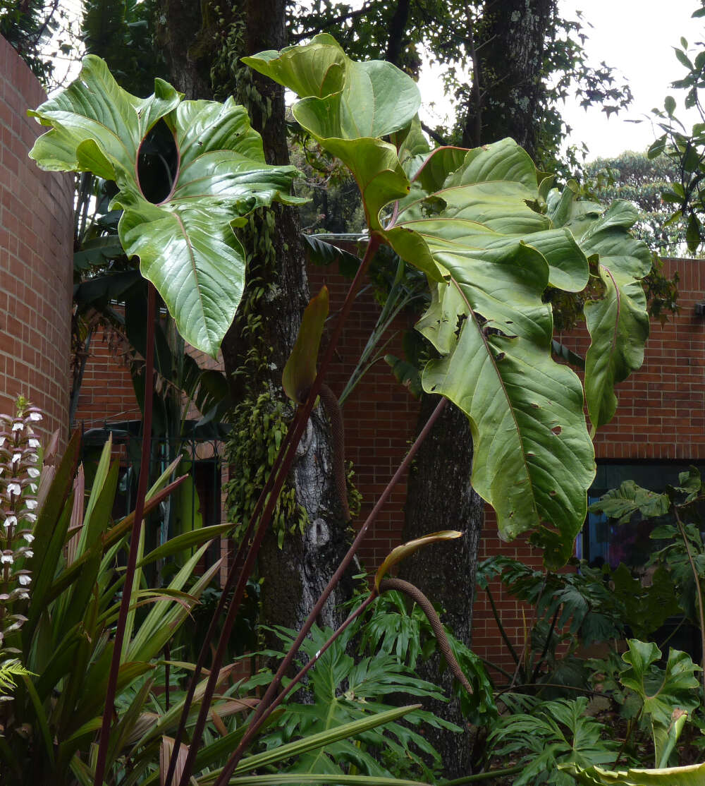 Image of Anthurium bogotense Schott