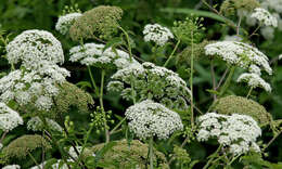 Imagem de Cicuta maculata L.