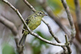 Image of Restinga Tyrannulet