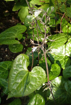 Image of Beesia deltophylla C. Y. Wu