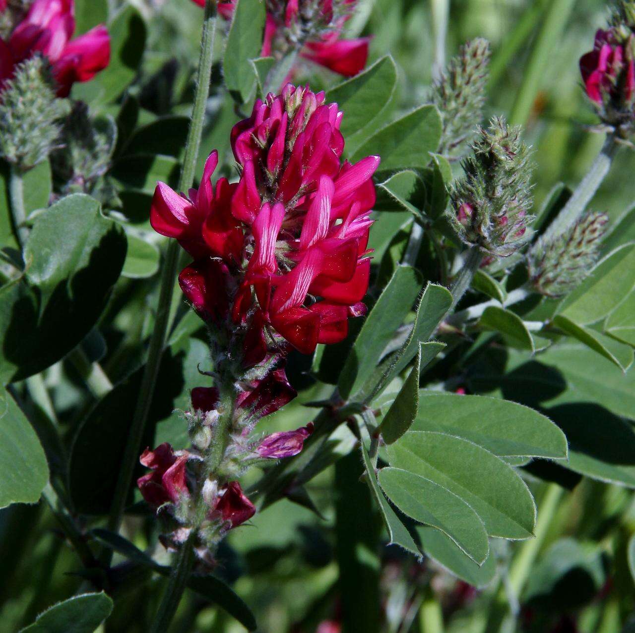 Plancia ëd Hedysarum coronarium L.