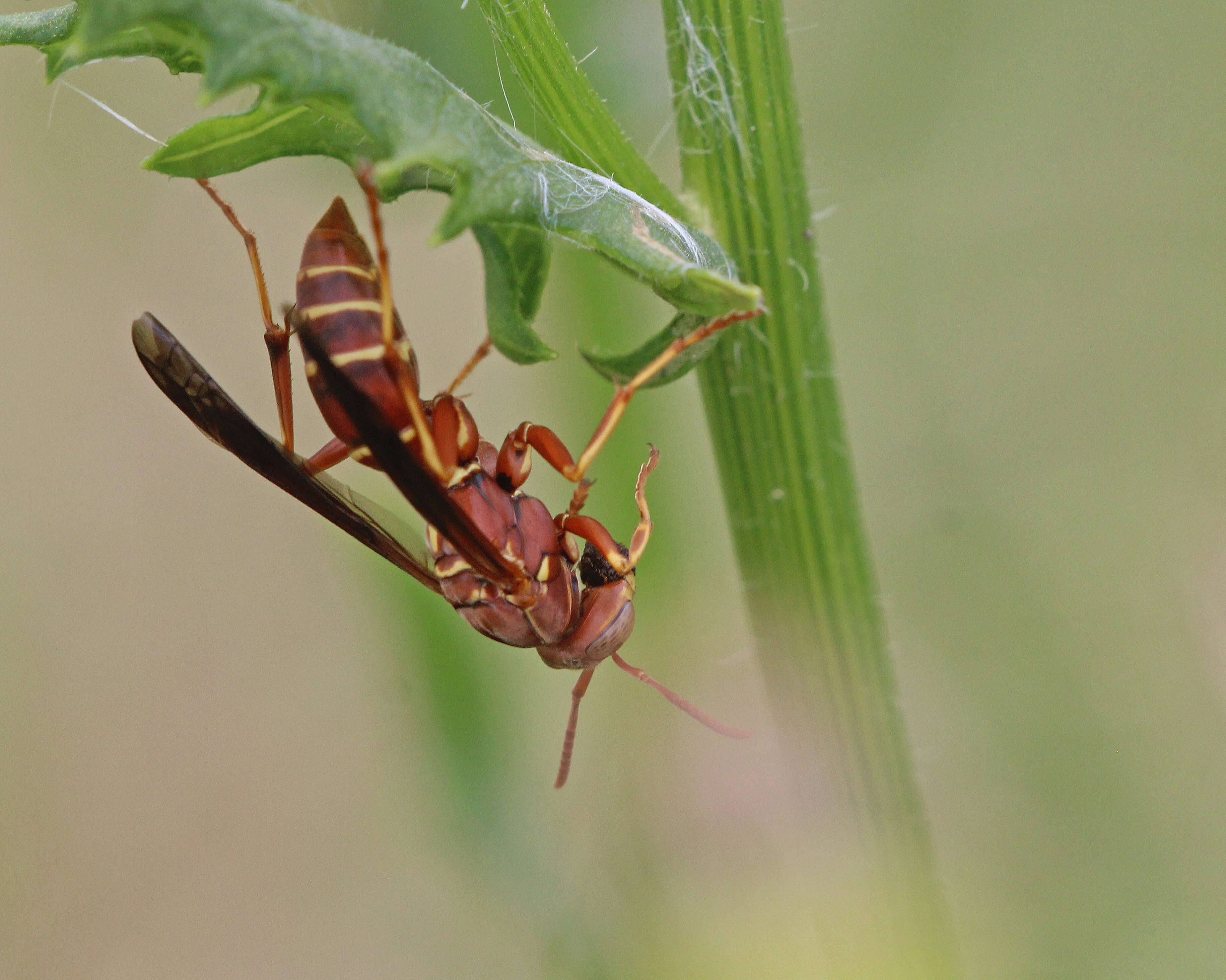 Image of Polistes bellicosus Cresson 1872