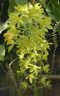 Imagem de Grammatophyllum scriptum (L.) Blume