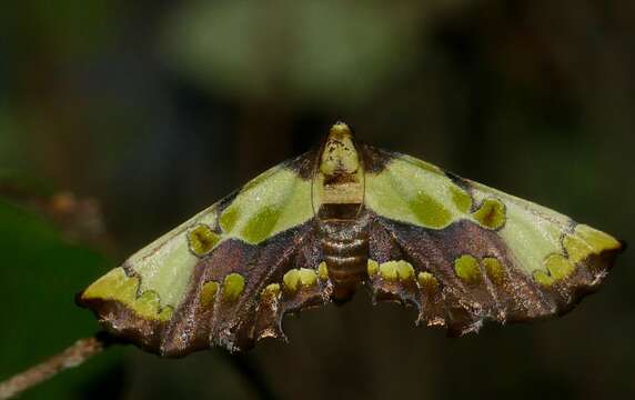 Image of Mittonia hampsoni Distant 1897