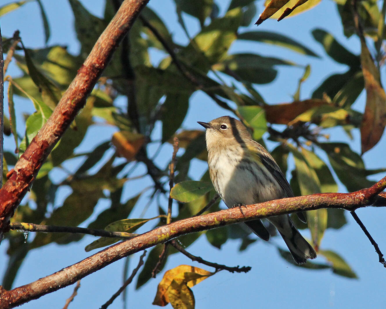 Image of Myrtle Warbler