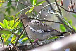 Imagem de Zenaida asiatica (Linnaeus 1758)