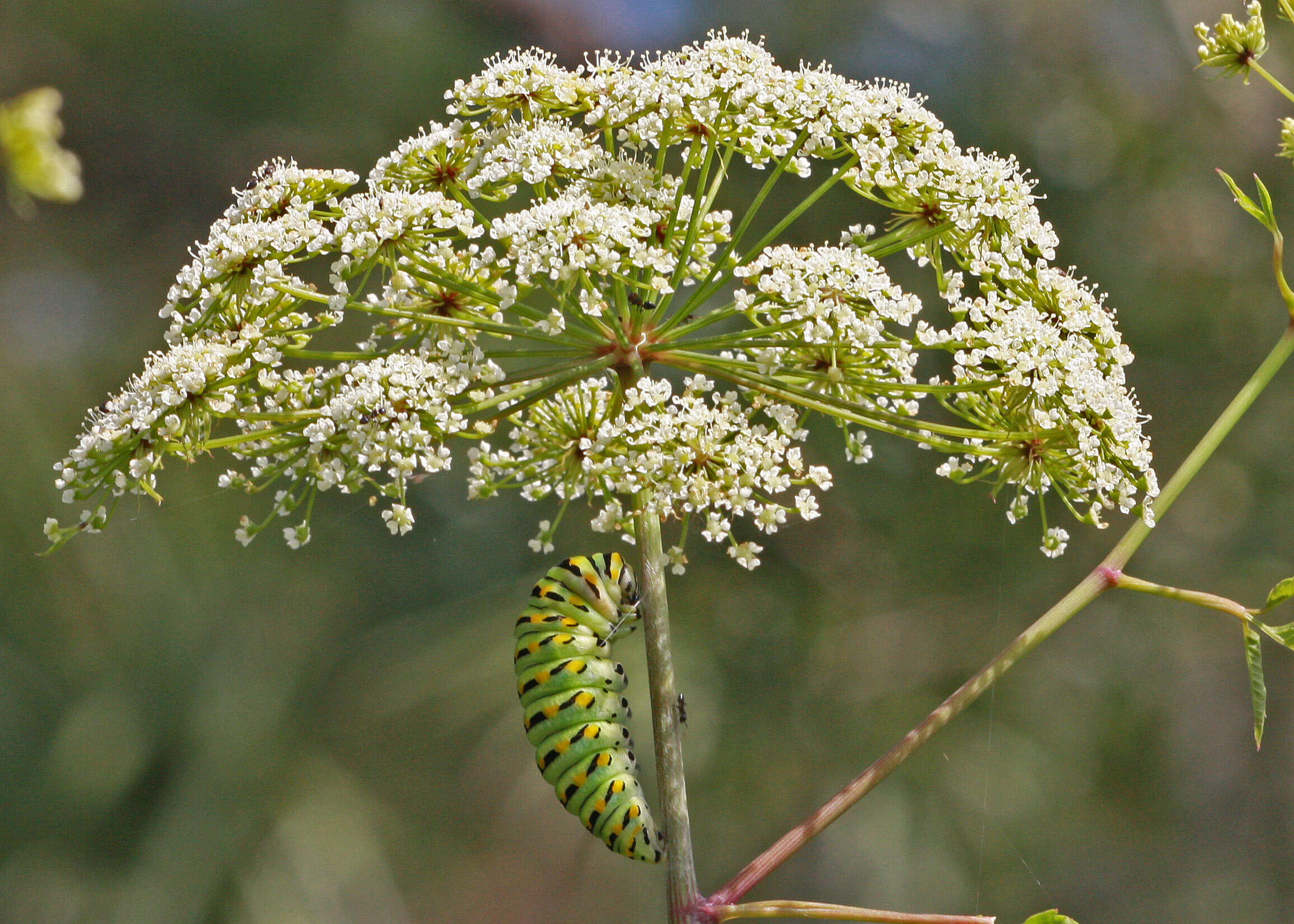 Image of Black Swallowtail