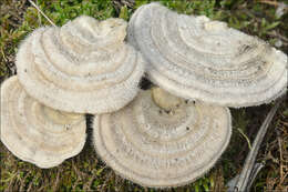 Image of Trametes hirsuta (Wulfen) Lloyd 1924