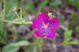 Callirhoe triangulata (Leavenw.) Gray resmi