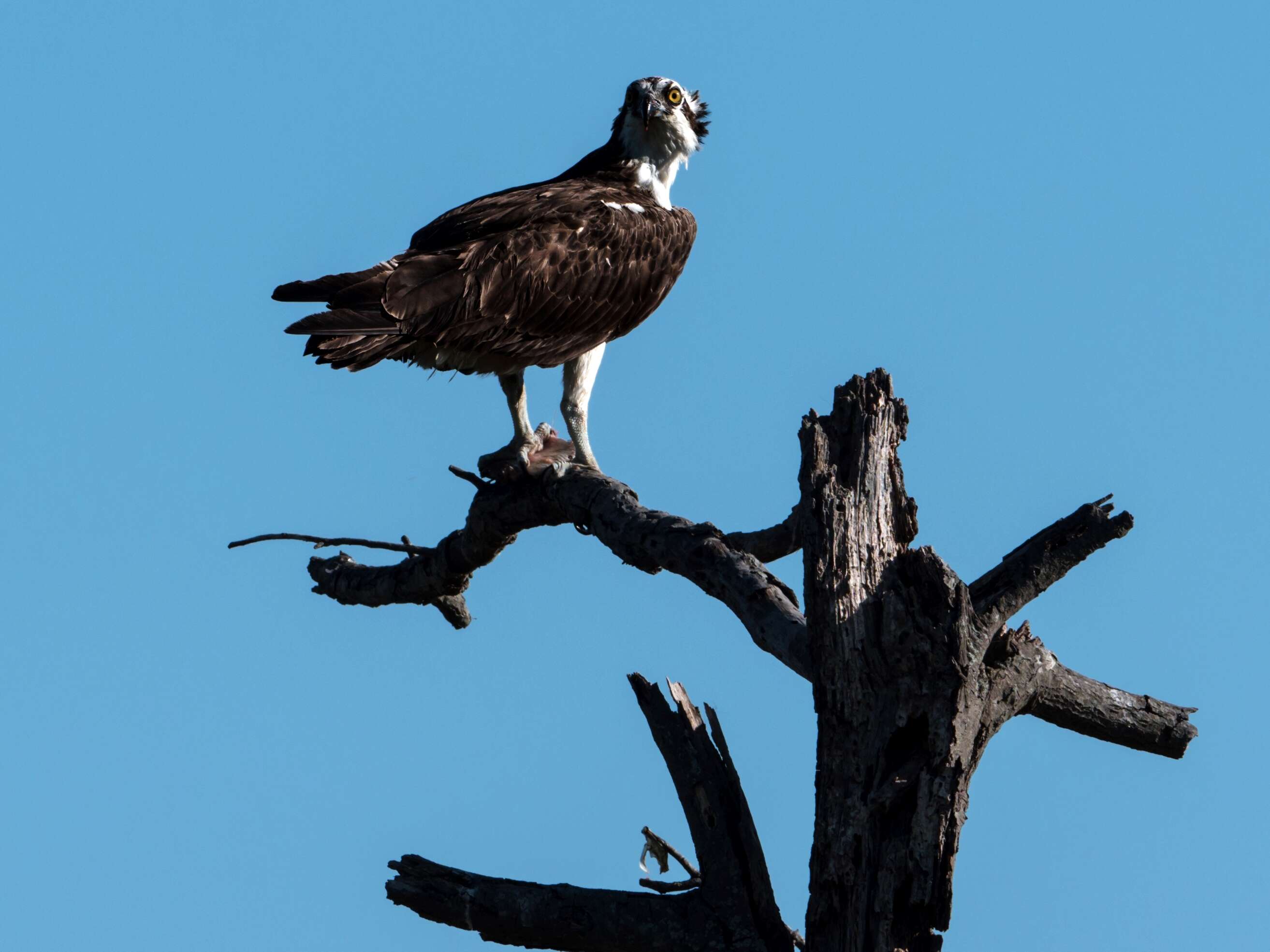 Image of ospreys