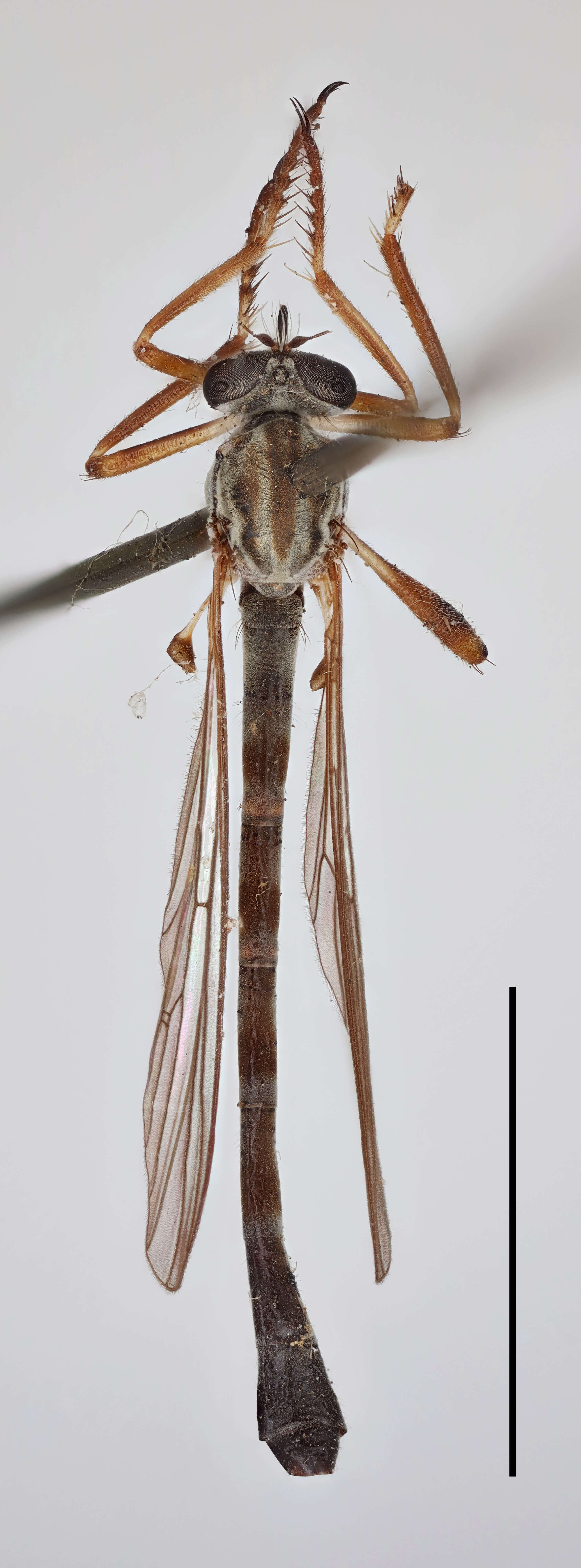 Image of Leptogaster guttiventris Zetterstedt 1842