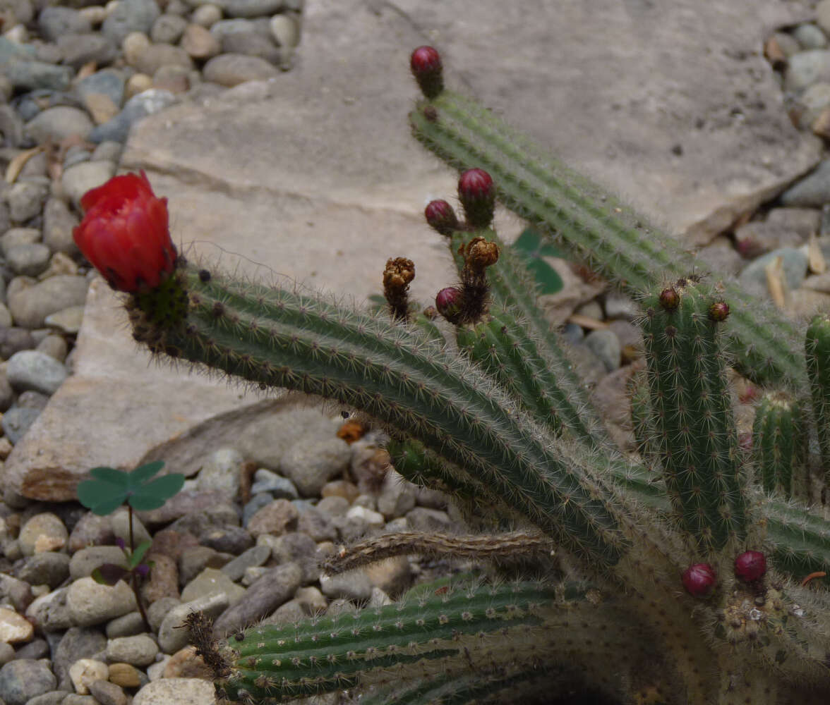 صورة Corryocactus apiciflorus (Vaupel) Hutchison