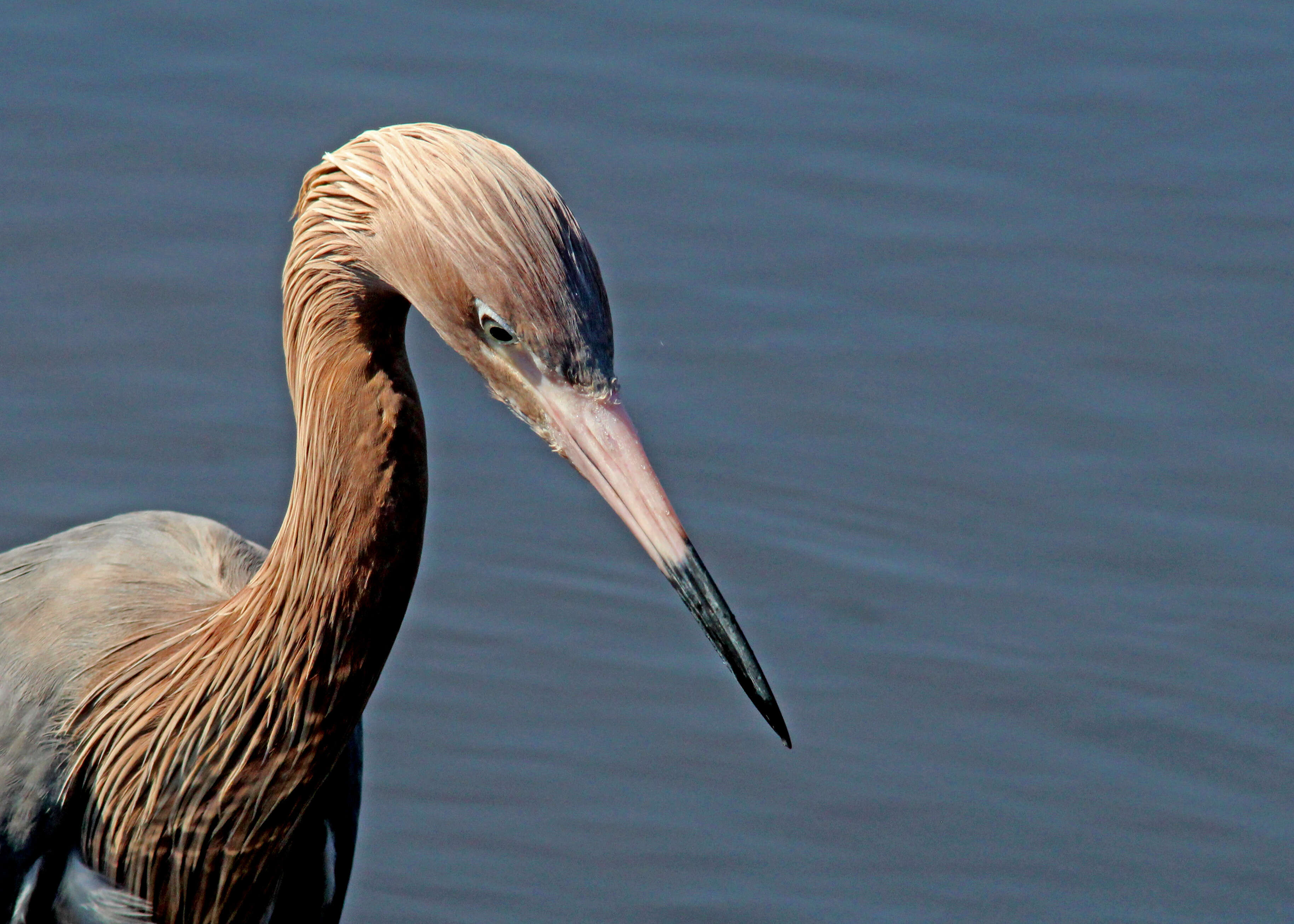 Image de Aigrette roussâtre