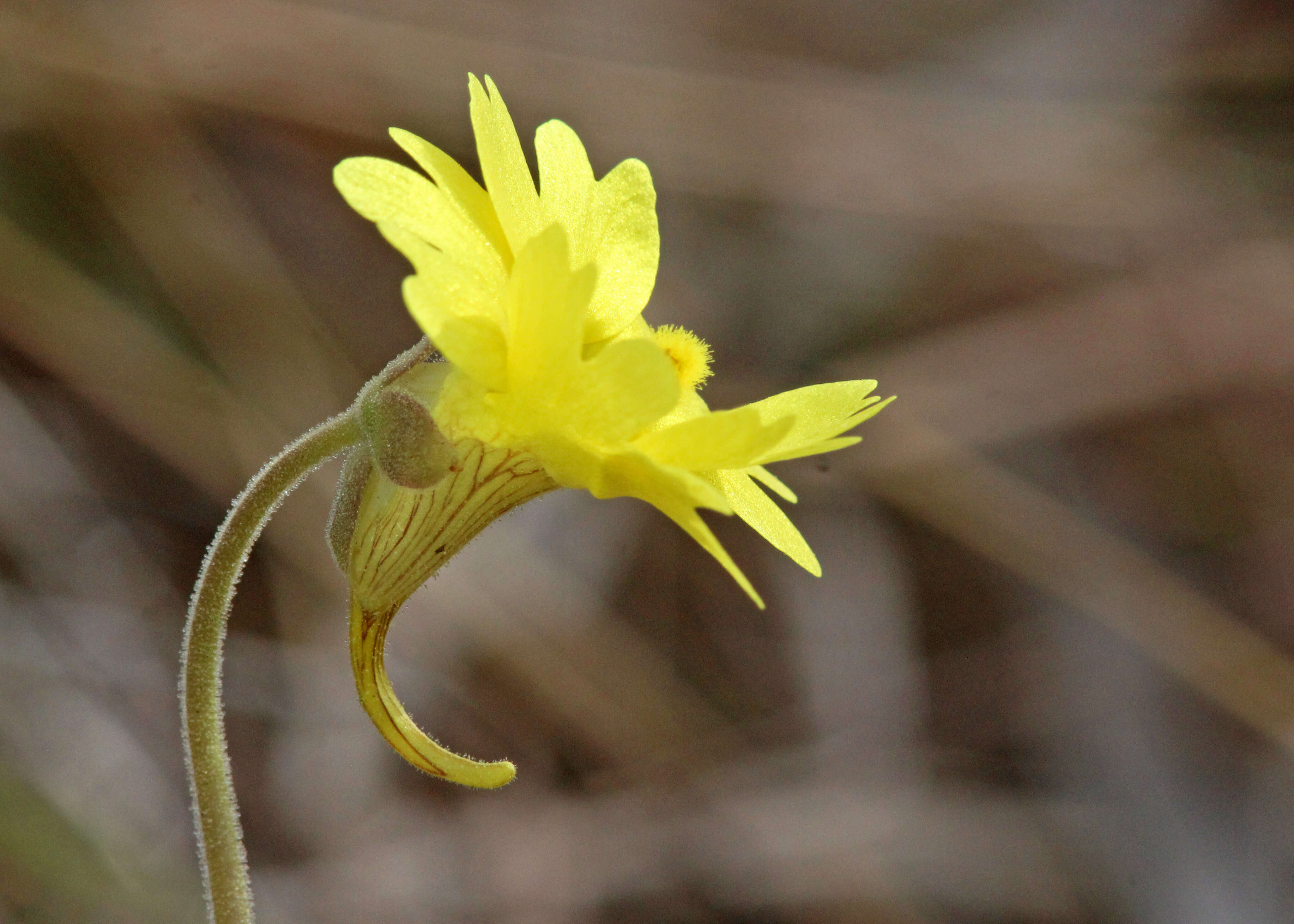 Image of yellow butterwort