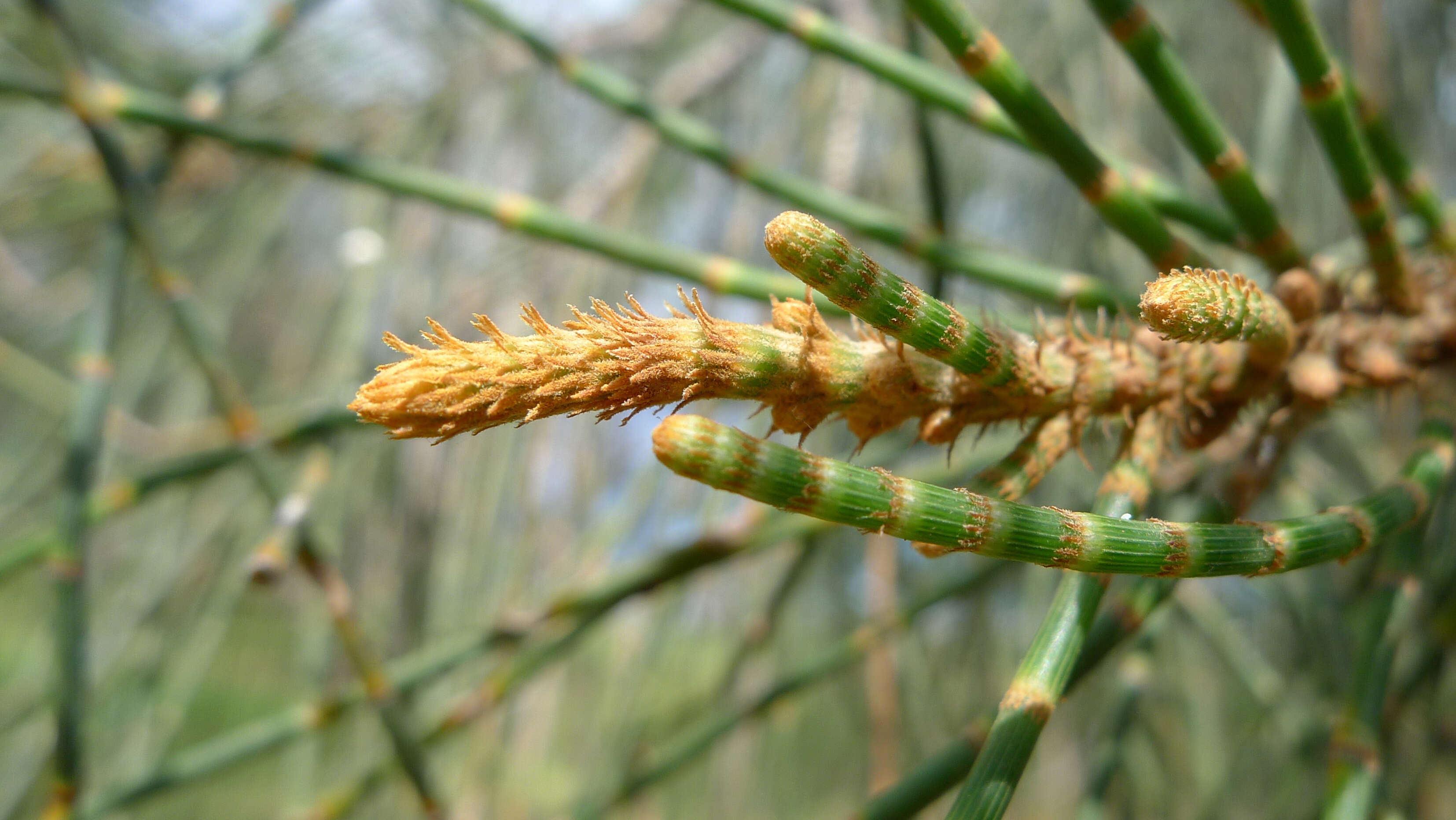 Imagem de Casuarina glauca Sieber