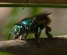 Image of Euglossa flammea Moure 1969