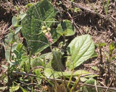 Image of Rayless Sunflower