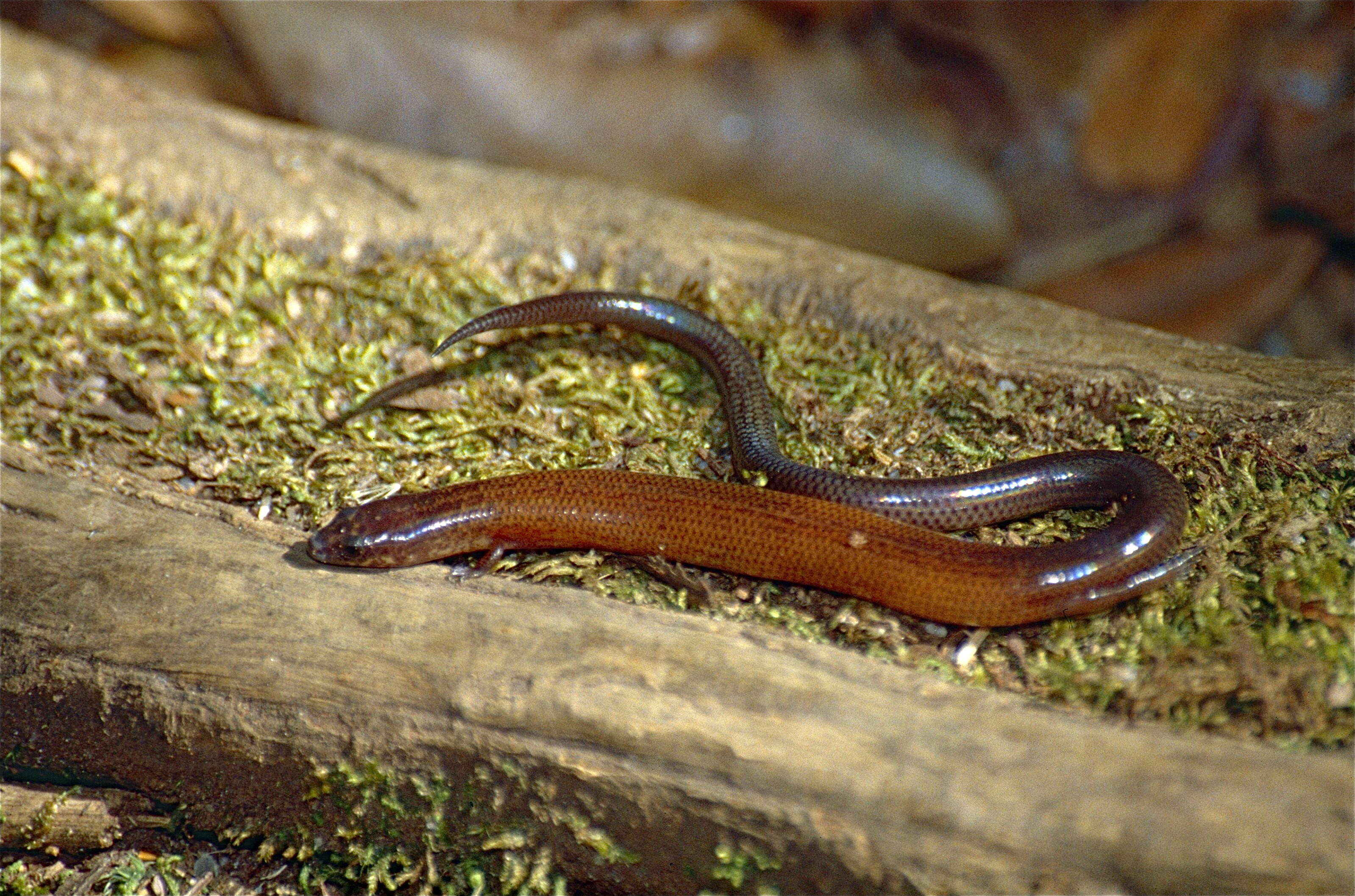 Image of Spotted Skink