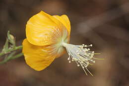 Image of Abutilon persicum (Burm. fil.) Merr.