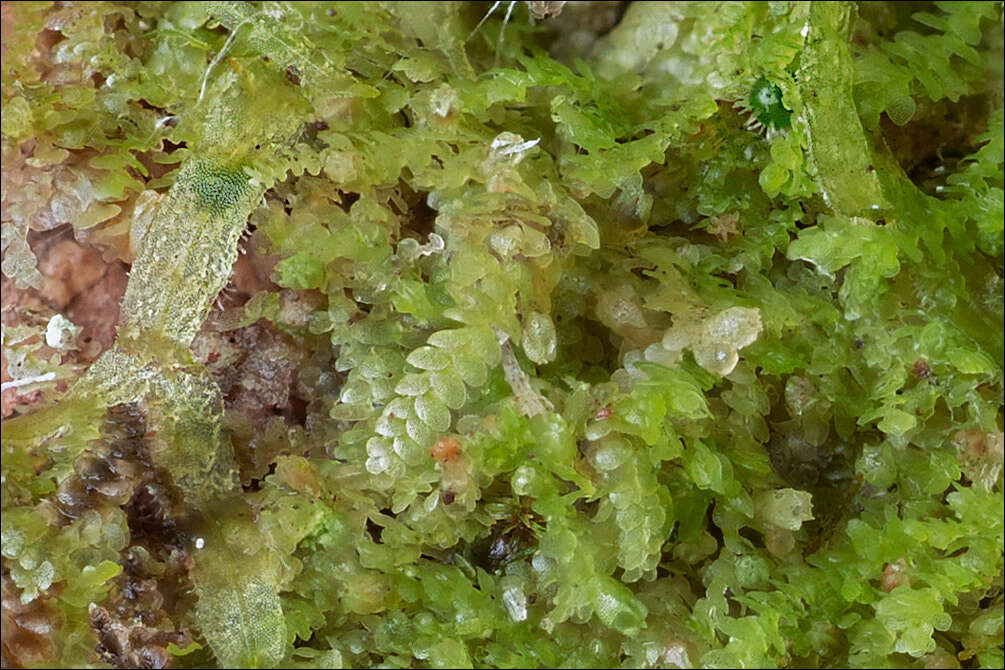 Image of Micheli's Least Pouncewort