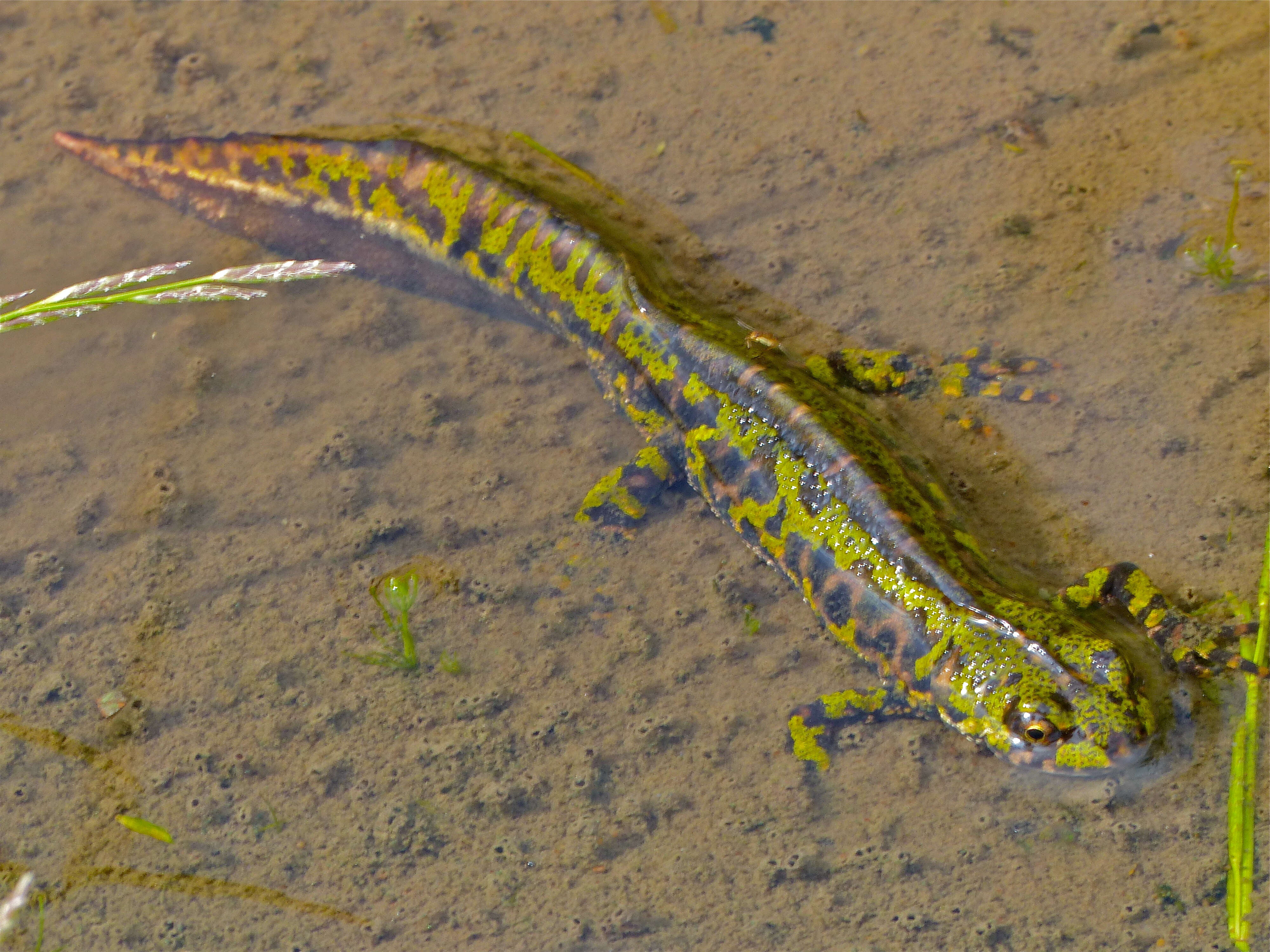 Triturus marmoratus (Latreille 1800) resmi