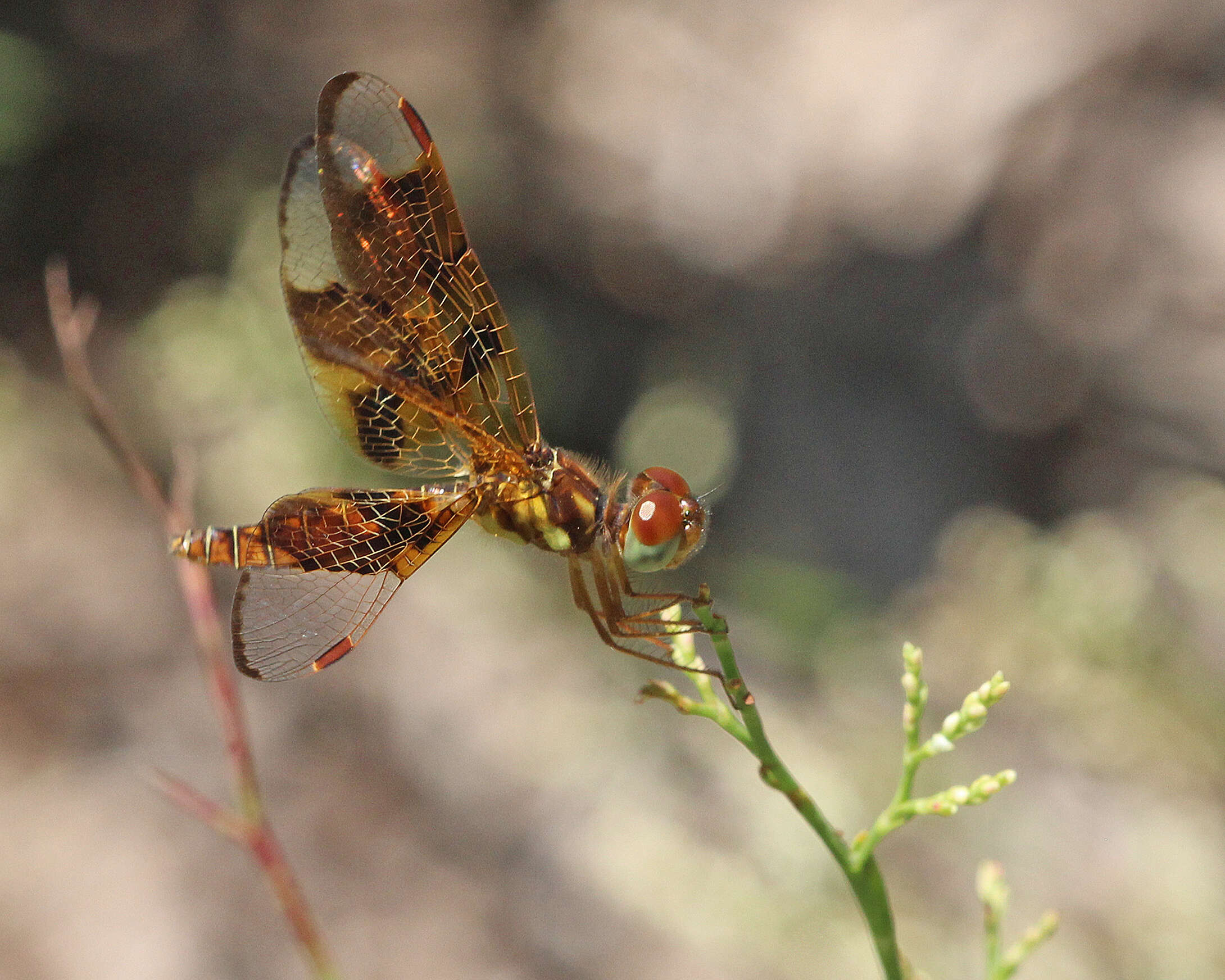 Image of Eastern Amberwing