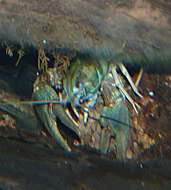 Image of Broad-clawed Crayfish