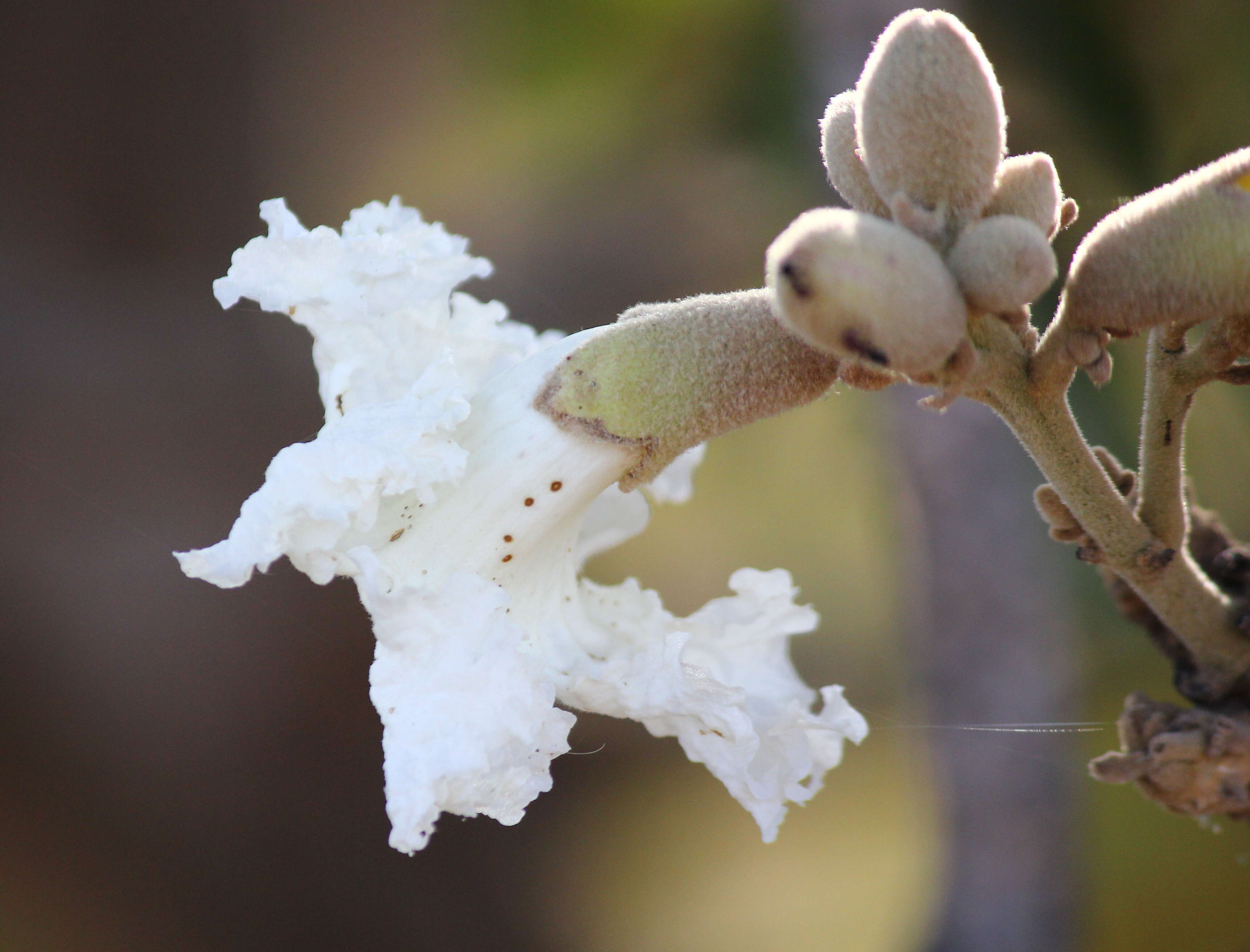 Imagem de Heterophragma quadriloculare (Roxb.) K. Schum.