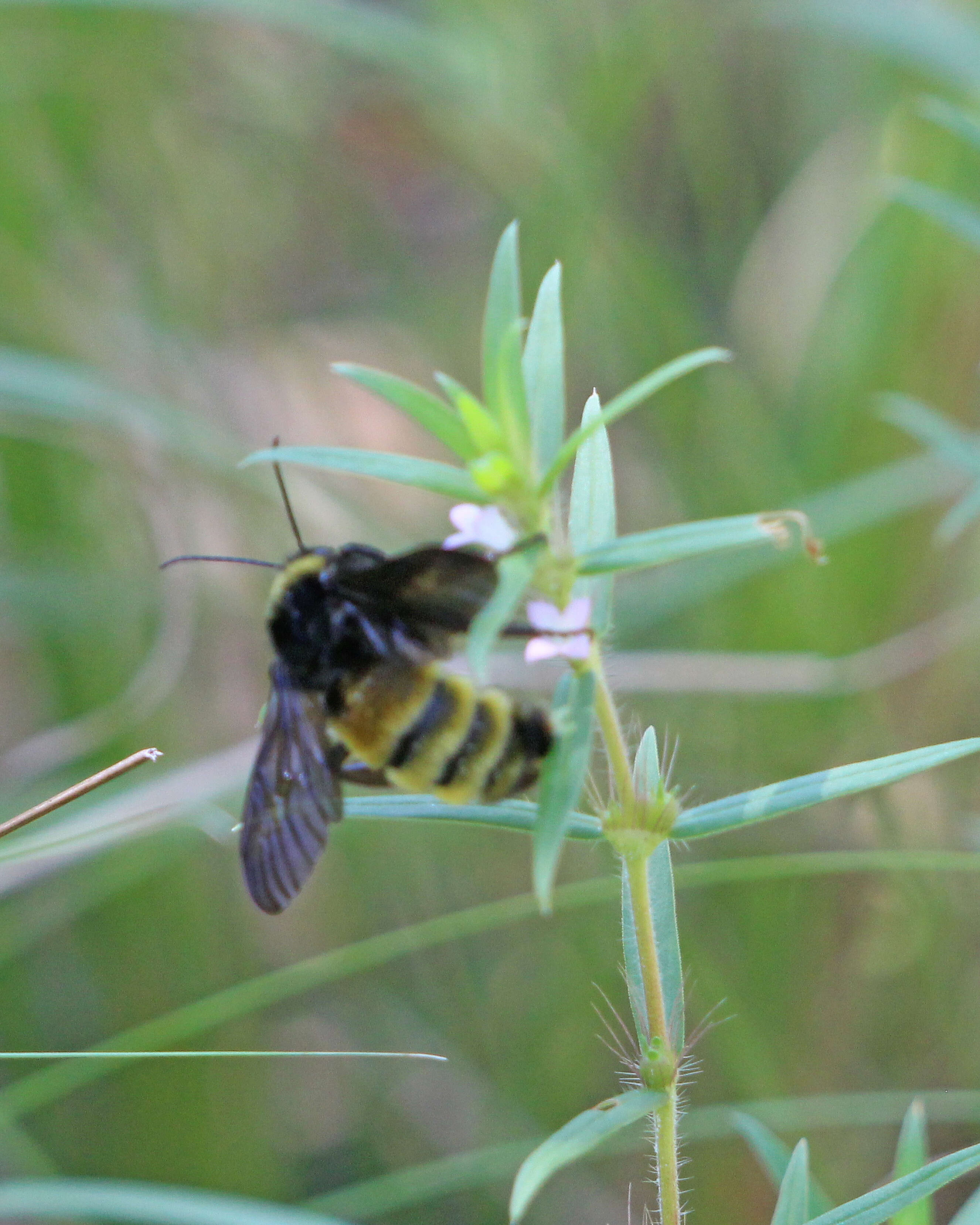 Image of American Bumblebee