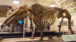 Image of <i>Gomphotherium productum</i>