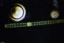 Image of Anabaena sphaerica