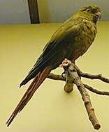 Image of Austral Parakeet