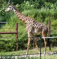 Image of Giraffe