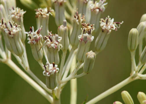 Image of ovateleaf cacalia