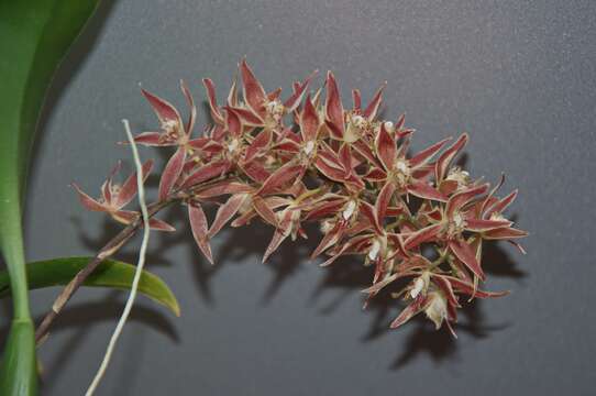 Image de Macradenia multiflora (Kraenzl.) Cogn.