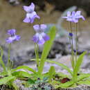 Image of Pinguicula longifolia subsp. longifolia