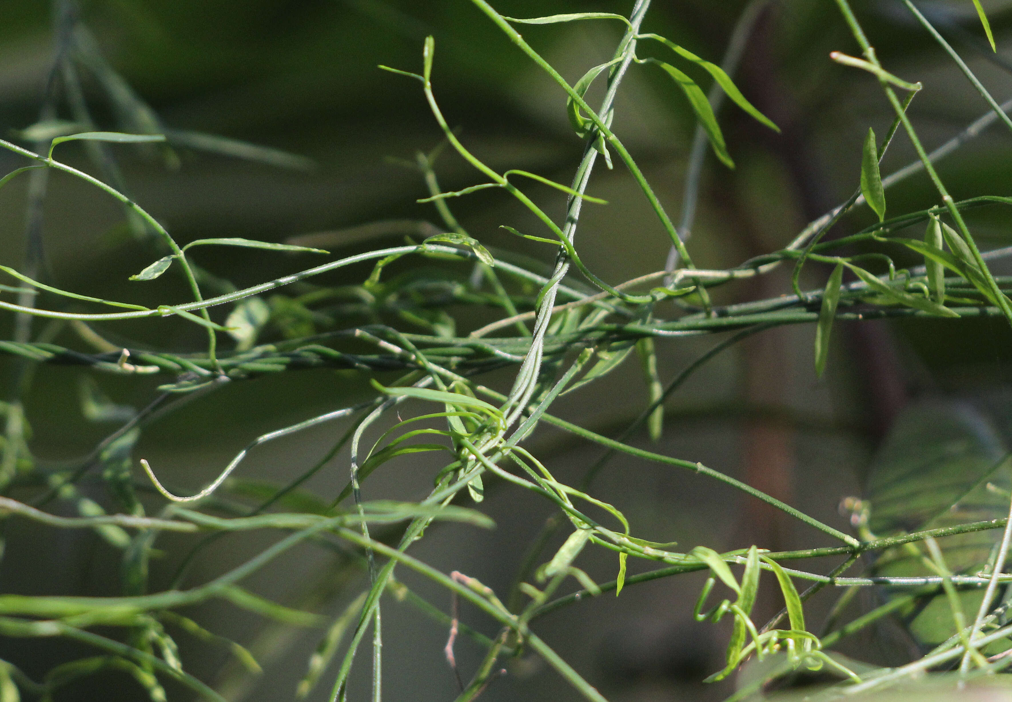 Image of leafless swallow-wort