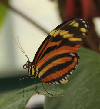 Image of Heliconius ismenius Latreille 1817