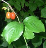 Image of Cornelian cherry dogwood