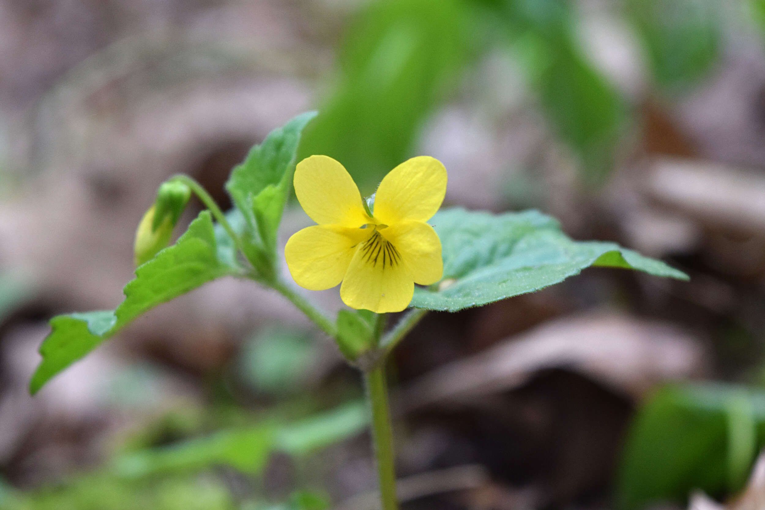 Image of downy yellow violet