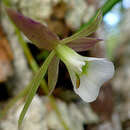 Plancia ëd Brassavola reginae Pabst